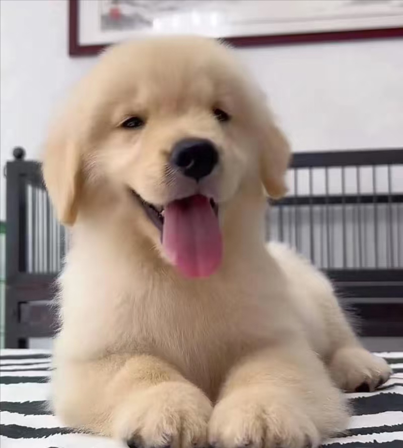 性格特别温顺，智商高学习能力强